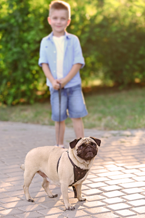 Cute boy with pug dog in parkの写真素材