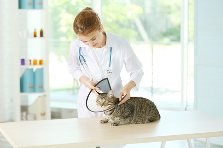 Veterinarian doctor putting cone on cat at vet clinicの写真素材