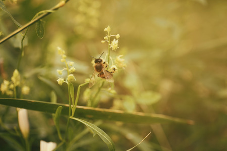 Bee on wildflower, blurred backgroundの写真素材