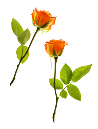 Fresh bright roses isolated on whiteの写真素材