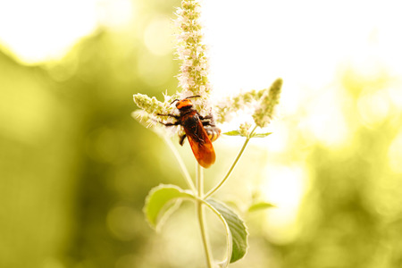 Wasp on wildflower, blurred backgroundの写真素材
