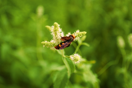 Wasp on wildflower, blurred background