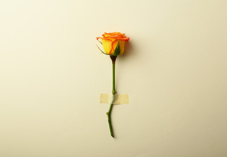 Fresh orange rose on beige backgroundの写真素材