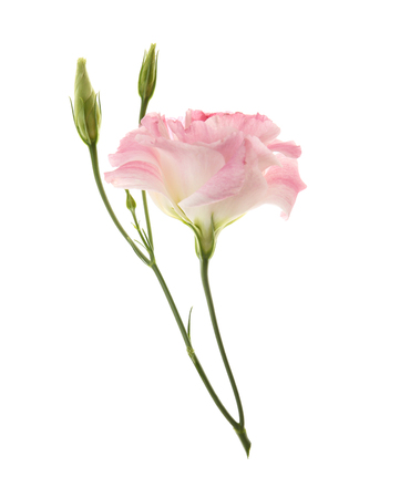 Pink eustoma flower isolated on whiteの写真素材