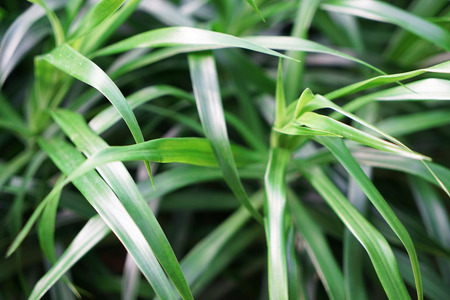 Beautiful plant foliage, closeup