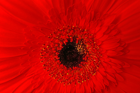 Beautiful red gerbera flower, macro viewの写真素材