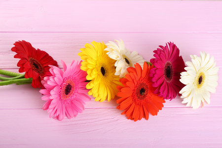 Gerbera flowers on pink wooden backgroundの写真素材