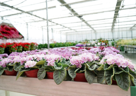 Beautiful flowers in potsの写真素材