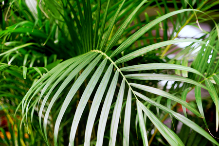 Beautiful palm leaf, closeupの写真素材