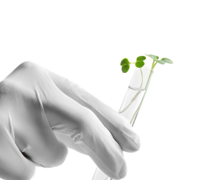 Female hand in glove holding test tube with plant isolated on whiteの写真素材