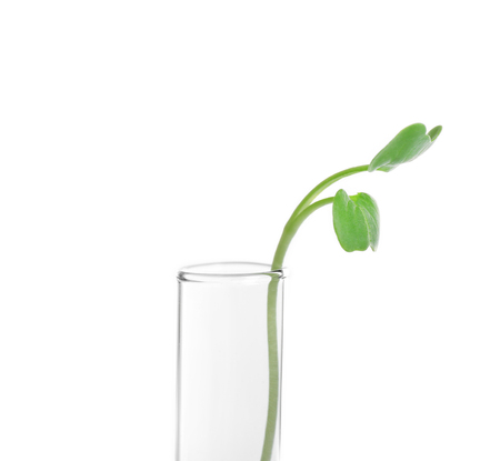 Plant in test tube isolated on whiteの写真素材