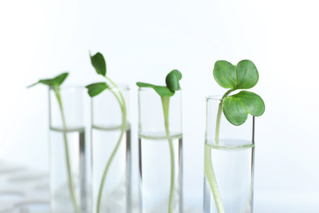 Plants in test tubes on white background, closeupの写真素材
