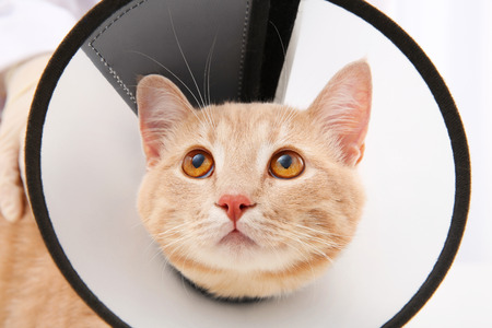 Red tabby cat in cone of shameの写真素材