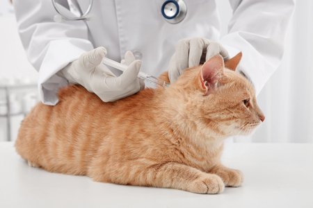Veterinarian giving injection to red catの写真素材