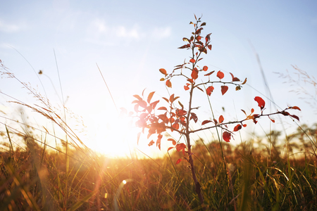 Small tree in summer field on sunriseの写真素材