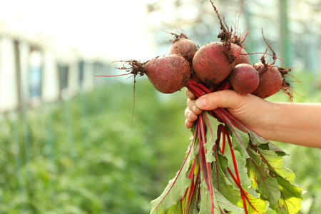 Freshly picked beetroots in hand on natural background