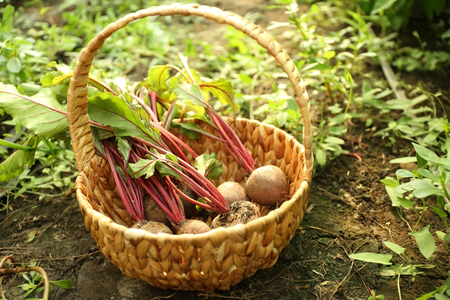 Freshly picked beetroots in a basket on natural background