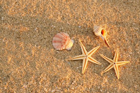 Starfish and shells on sea coast sand, close up view