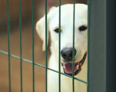 Portrait of white homeless dog in animal shelter cage