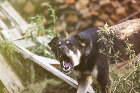 Outbred barking dog on leash outdoorsの写真素材