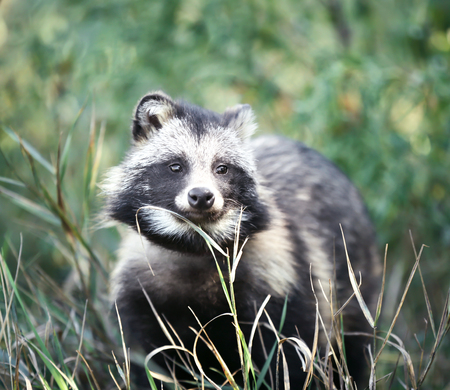Cute raccoon dog on leash outdoorsの写真素材