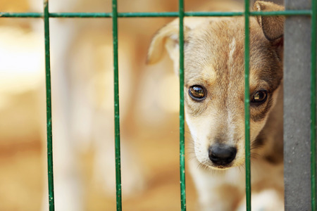 Portrait of homeless puppy in animal shelter cageの写真素材