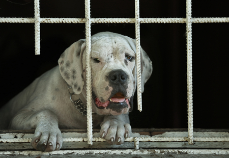 Portrait of sad homeless dog in animal shelter cageの写真素材