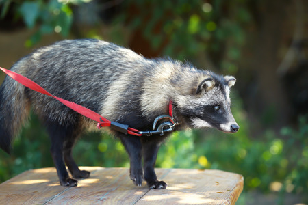 Cute raccoon dog on leash outdoors
