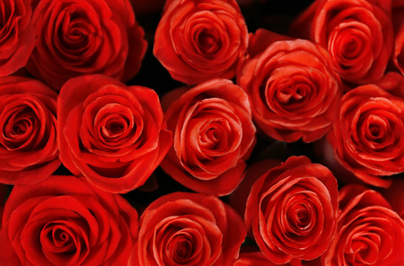 Fresh roses, close up
