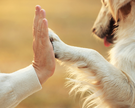 Male hand and dog paw on blurred background. Friendship conceptの写真素材