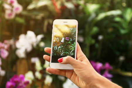 Female hand taking photo of beautiful flowers with smart phone at floral shopの写真素材