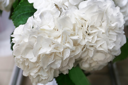 Beautiful white flowers at floral shop, closeup