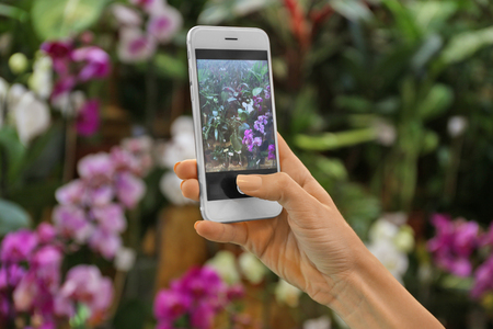 Female hand taking photo of beautiful flowers with smart phone at floral shopの写真素材
