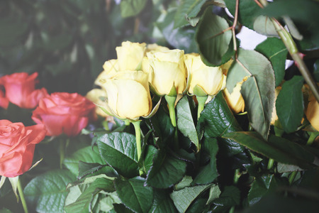 Fresh roses at floral shop, closeupの写真素材