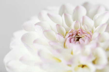 Beautiful white dahlia flower, closeupの写真素材