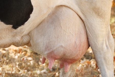 Cow udder, closeupの写真素材