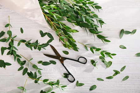 Scissors and green eucalyptus branches on white wooden backgroundの写真素材