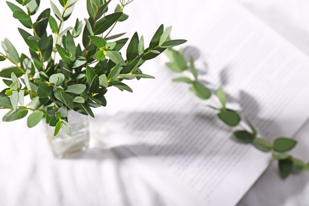 Green eucalyptus branches in vase, closeupの写真素材