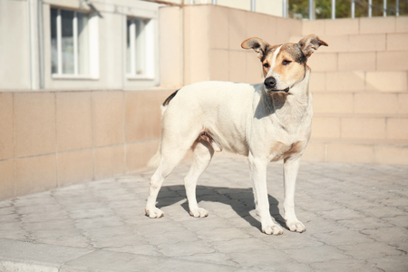 Homeless dog on the streetの写真素材