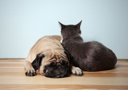 Adorable pug and cute cat together on floor