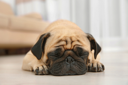 Adorable pug dog lying on floor at homeの写真素材