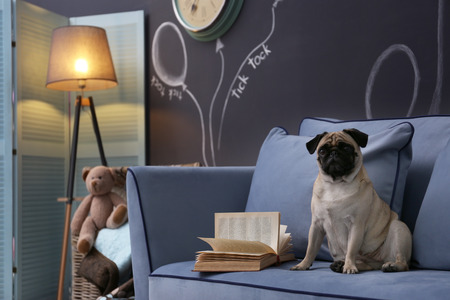 Cute dog on sofa in modern roomの写真素材