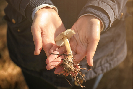 Female hands holding mushroom in forest, closeupの写真素材
