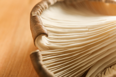 Mushroom texture, closeupの写真素材