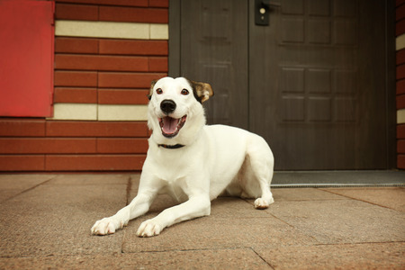 Andalusian ratonero dog outdoors near doorstep