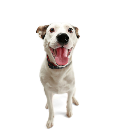 Funny Andalusian ratonero dog on white background
