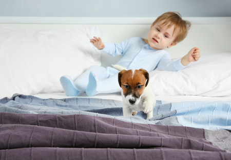 Cute little boy with funny puppy on bed at homeの写真素材