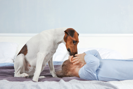 Cute little boy with funny dog on bed at homeの写真素材