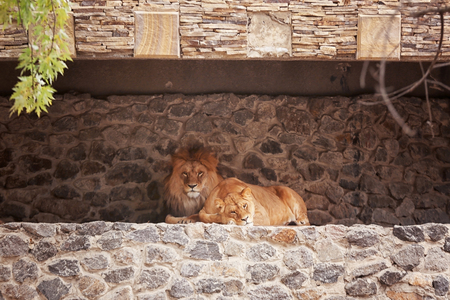 Lion and lioness resting in zoological garden