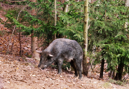 Wild boar in forest